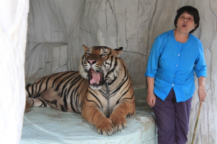 エレファントビレッジでは、虎と一緒に記念撮影も可能１